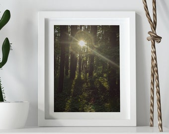 sunny forest print, lithuania prints, nature prints, wall art, home decor, art prints