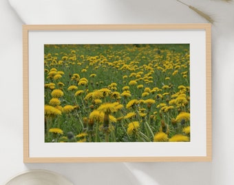 dandelion field print, lithuania prints, flower field prints, wall art, home decor, art prints