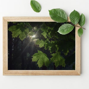 sunny forest print, lithuania prints, nature prints, wall art, home decor, art prints image 1