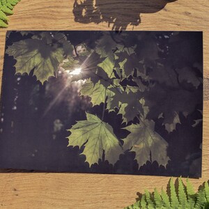 sunny forest print, lithuania prints, nature prints, wall art, home decor, art prints image 4