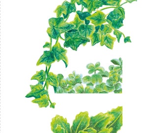 A5 Plant, Nature Illustration, Digital Print, Variation 01