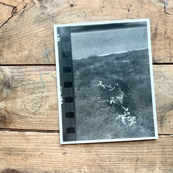 Photograph, Pet Cemetery | 8" x 10" | Vintage Black and White | Goth, Horror | Skeleton, Bones, Burial | Weird Finds, Found Photo |