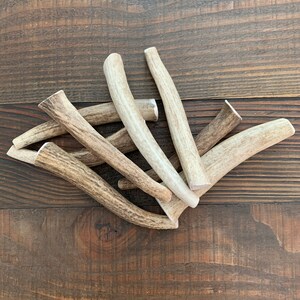 MEDIUM Whole Elk Antler Dog Chew | Antler Chew | Deer Antler Dog Chew | Antler Dog Chew | Organic Dog Chews | Antler Dog Treats | 1 each