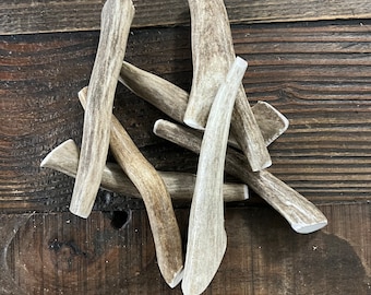 Small Deer Antler Dog Chew | Naturally Shed, Long Lasting