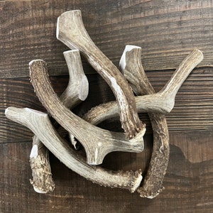 JUMBO Whole Deer Antler Dog Chew | Antler Chew | Elk Antler Dog Chew | Antler Dog Chew | Organic Dog Chews | Antler Dog Treats | Deer Antler