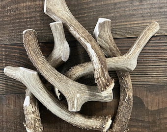 Jumbo Deer Antler Dog Chew | Long Lasting, Organic
