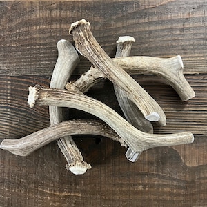 X-LARGE Whole Deer Antler Dog Chew | Antler Chew | Elk Antler Dog Chew | Antler Dog Chew | Organic Dog Chews | Antler Dog Treats | Deer