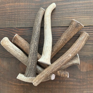X-LARGE Whole Elk Antler Dog Chew | Antler Chew | Deer Antler Dog Chew | Antler Dog Chew | Organic Dog Chews | Antler Dog Treats | 1 each