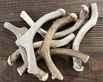 Large Deer Antler Dog Chew | Naturally Shed, Long Lasting
