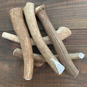 JUMBO Whole Elk Antler pour chiens | Bois à mâcher | à mâcher pour chien en bois de cerf | Bois à mâcher pour chien | à mâcher bio pour chiens | Gâteries pour chien Antler | 1 chacun