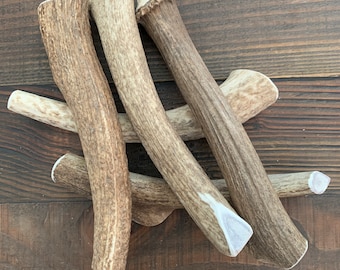 Jumbo Whole Elk Antler Dog Chew | Naturally Shed, Long Lasting