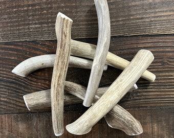 Medium Deer Antler Dog Chew | Naturally Shed, Long Lasting