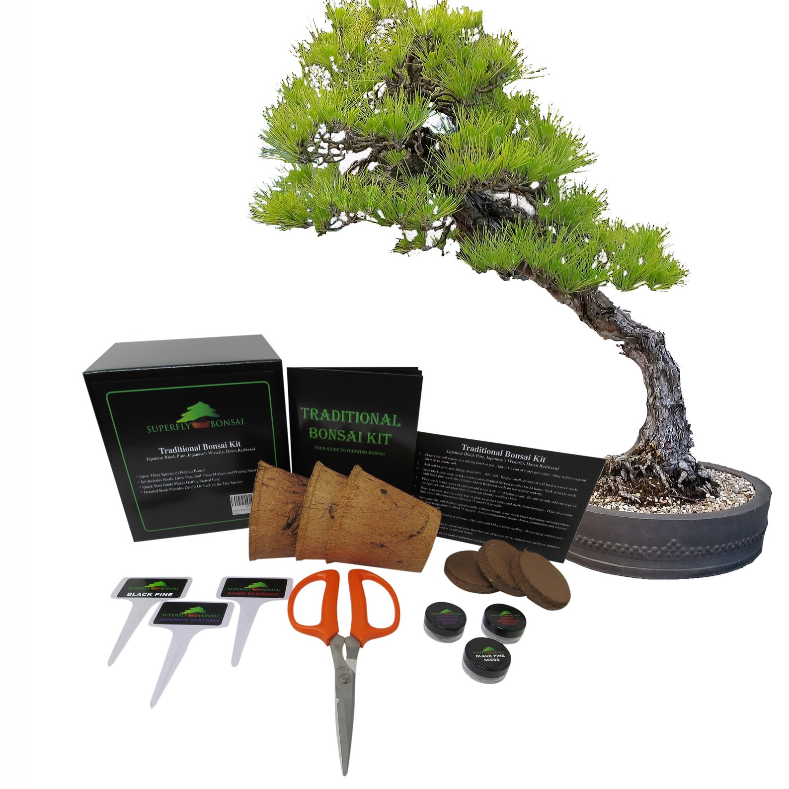 Traditional Bonsai Tree Starter Seed Kit Black Pine Etsy