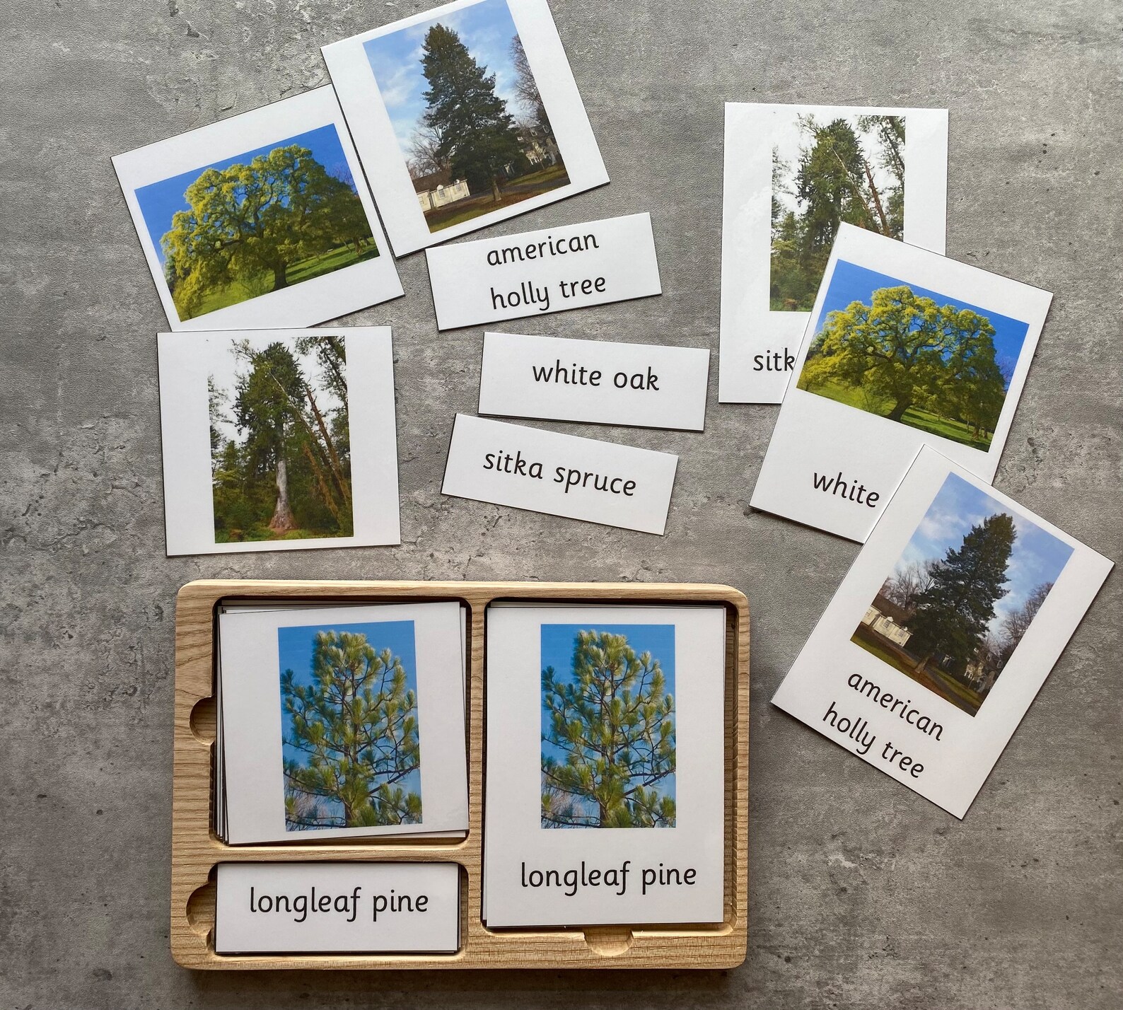 Pine Tree Flash Card.pdf Trees- Montessori 3 Part Flash Cards- Real Pictures- Editable PDF ...