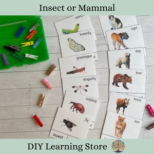 May include: A set of educational flashcards with pictures of insects and mammals. The cards are labeled with the names of the animals, such as "butterfly", "tiger", "grasshopper", "dog", "dragonfly", "bear", "ladybug", "horse", "fly", and "lion". The cards are laid out on a wooden surface with colorful clothespins.