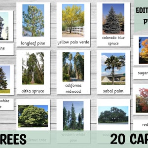Pine Tree Flash Card.pdf Trees- Montessori 3 Part Flash Cards- Real Pictures- Editable PDF ...
