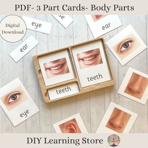 Body Parts- Montessori 3 Part Flash Card Set - Montessori toys and games- Instant download- Editable PDF- Real Pictures