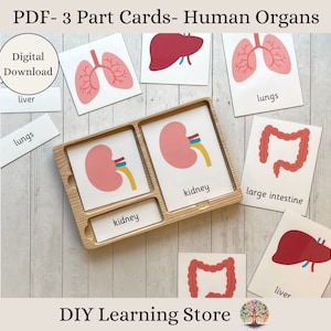 Menschliche Organe - Montessori 3-Teile Flash Karten - Sofortiger Download - Bearbeitbare PDF - Montessori Spielzeuge und Spiele - Vorschule - Sonderpädagogik