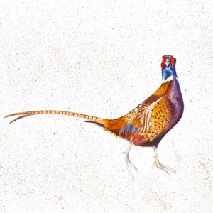 Pheasant Watercolour Print, Pheasant Watercolour Painting, Pheasant Painting, Pheasant Print, Pheasants, Christmas Present For Him, Giclee
