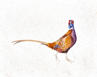 Pheasant Watercolour Print, Pheasant Watercolour Painting, Pheasant Painting, Pheasant Print, Pheasants, Christmas Present For Him, Giclee