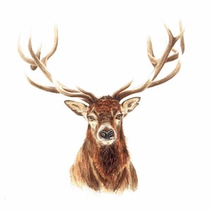 Stag Watercolour Print, Stag Watercolour Painting, Stag Painting, Stag Art, Stag Print, Deer Print, Stag, Christmas Gift For Him