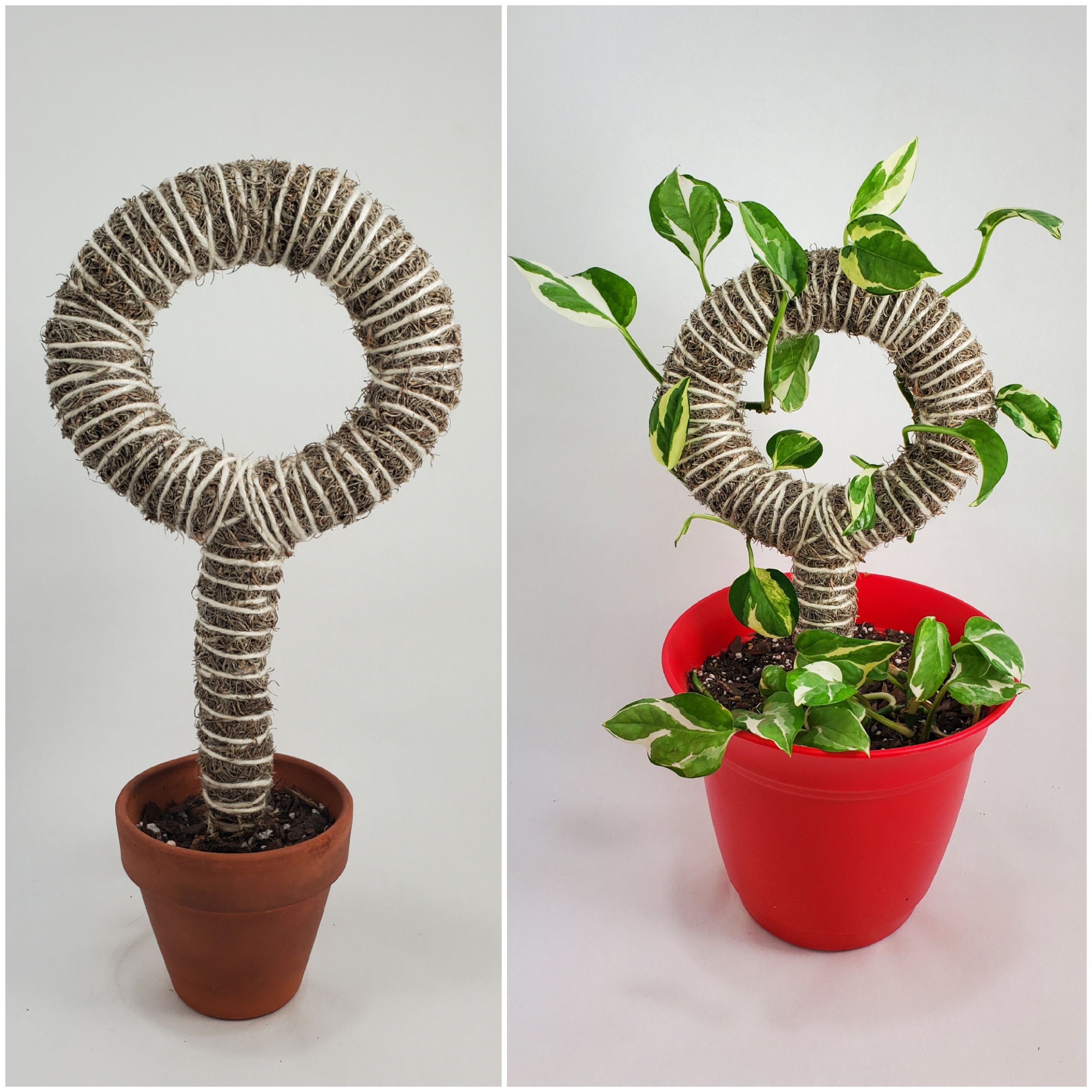 Custom Mini Full Circle Trellis for PlantsSpanish Moss Pole Etsy