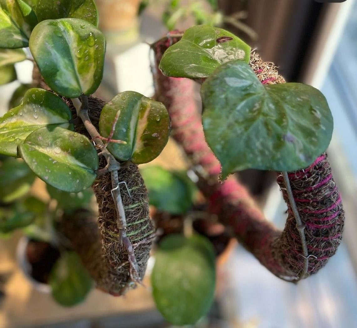 Custom Circle Trellis for PlantsSpanish Moss Pole Climbing Etsy