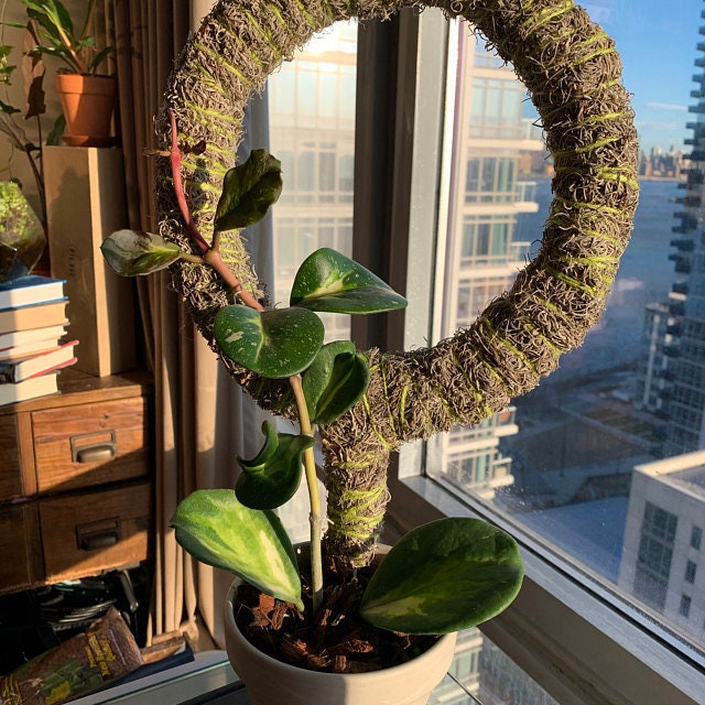 Custom Circle Trellis for PlantsSpanish Moss Pole Climbing Etsy