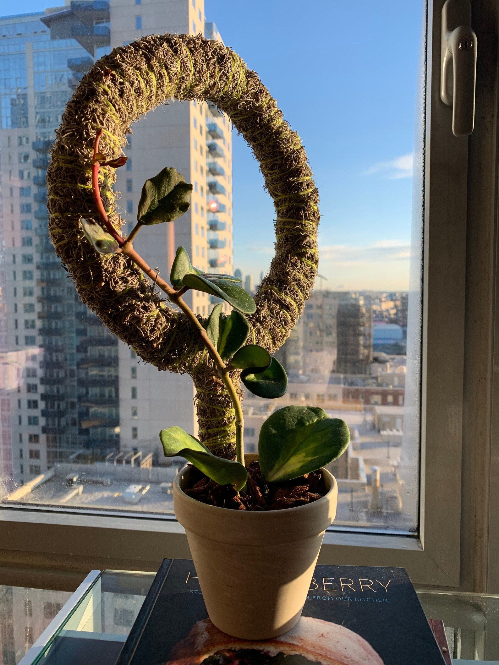 Custom Circle Trellis for PlantsSpanish Moss Pole Climbing Etsy