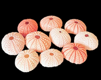 50 Pack Pink Sea Urchin Shells: Beach Wedding Favors, Coastal Decor