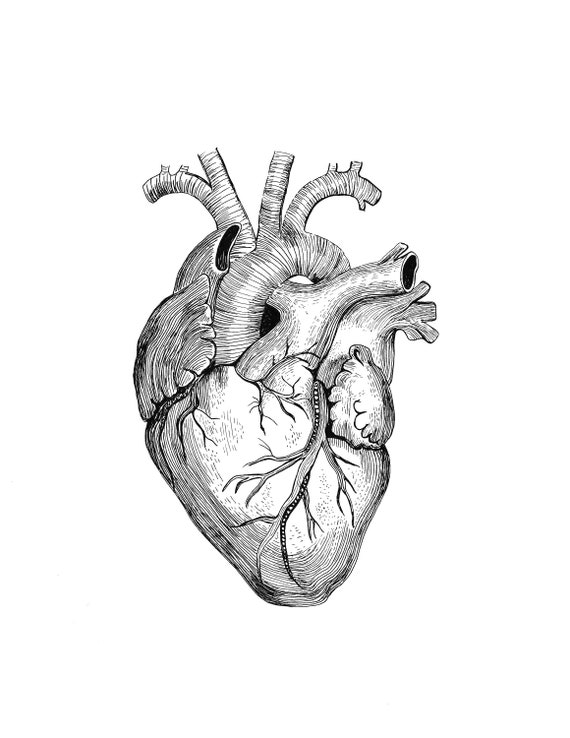 Realistic Heart Drawing