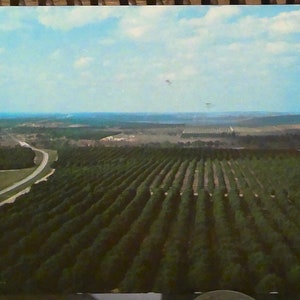 Vista desde Citrus Tower en Florida. Tarjeta fotocroma, estampada y matasellada de 1961.