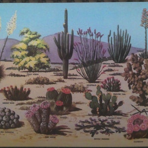 Cactus et flore du désert du Grand Sud-Ouest, reproduction polychrome d'une peinture de Larry Toschnik. Carte Petley n° K341.