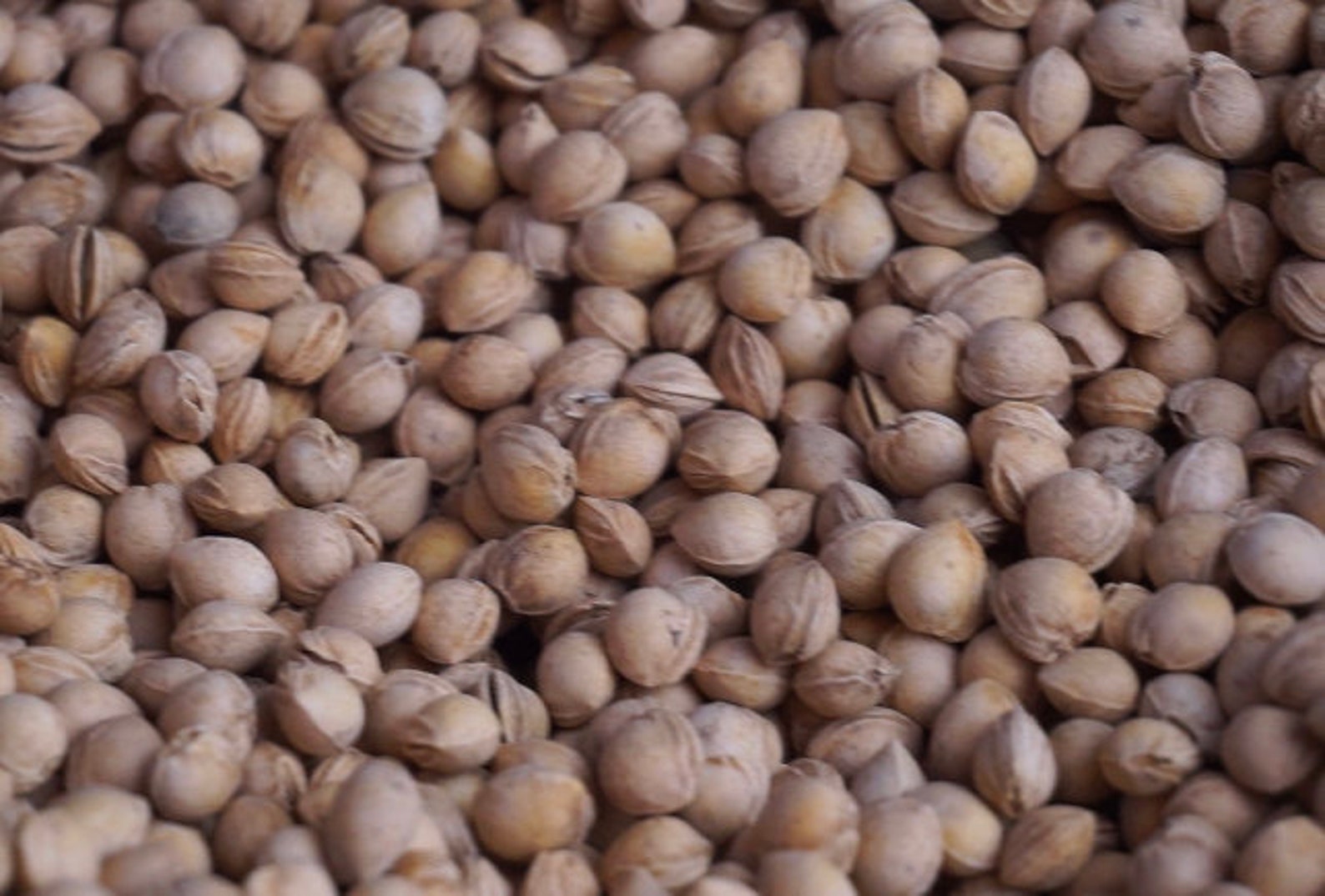 Dried Cherry Pits Bulk Purchasing by the Pound No Added Etsy