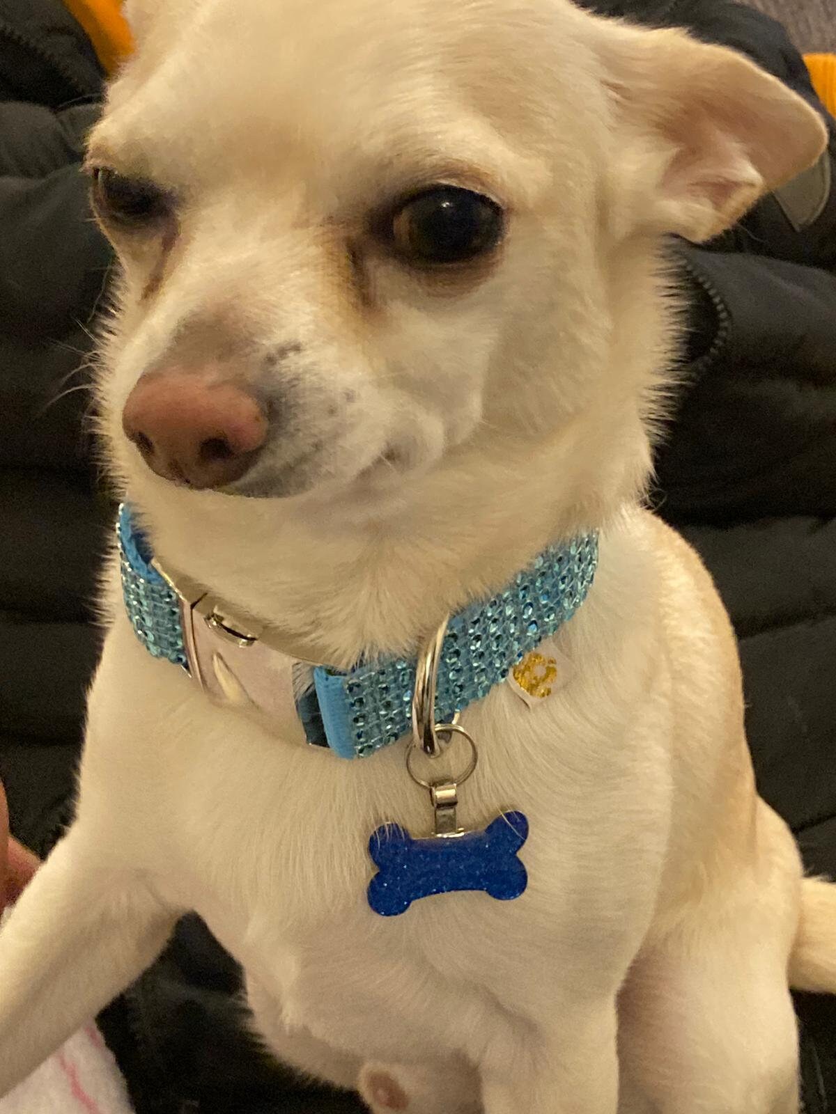 Washable Diamanté Dog Collars 2 1/2 cm Etsy