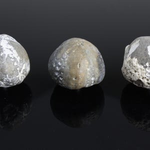 May include: Three fossilised sea urchins, each with a rounded shape and textured surface. The fossils are mainly grey with white and tan markings. They are displayed on a reflective black surface.