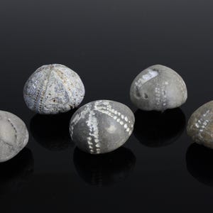 May include: Five sea urchin shells in shades of grey and tan are displayed on a reflective black surface. The shells have textured surfaces and unique patterns, showcasing natural coastal elements.