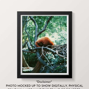 Sleeping Red Panda, Animal Print, Nature Print, Red Fur, Wall Art Print, Photography Print, Trees, Branches, Animal Photography, Forest