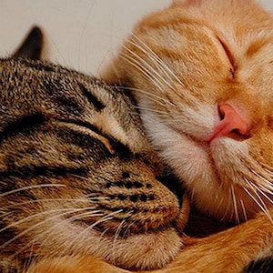 Furbaby Energy Healing: vacaciones de meditación para gatito