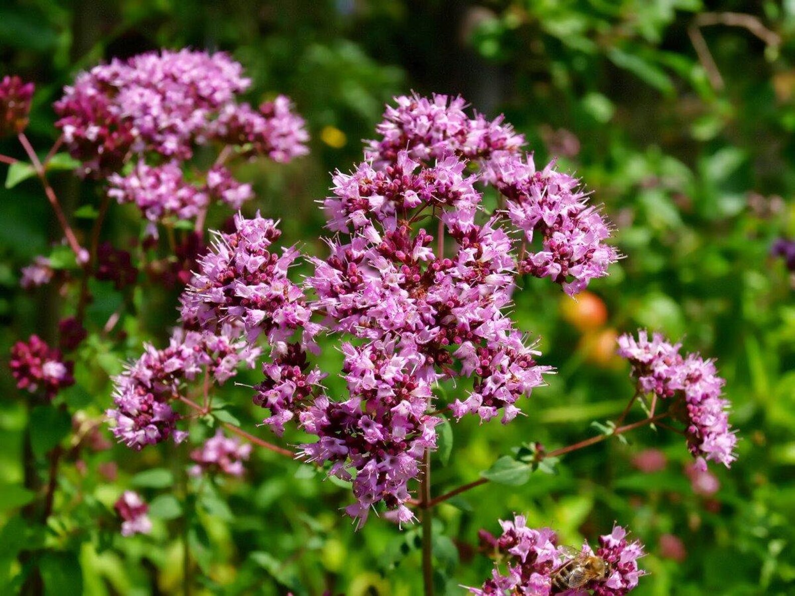 Oríganum vulgáre Natural dry oregano Oregano flowers Etsy