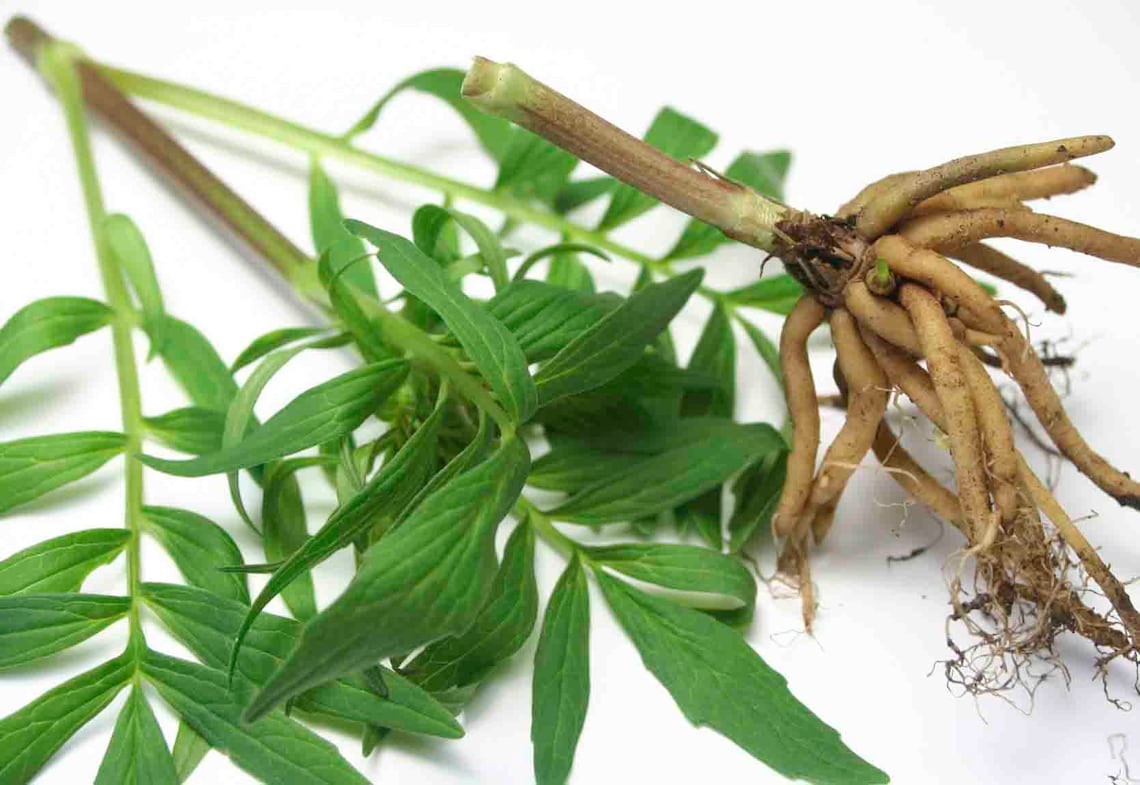 Organic Valerian root premium quality Valeriana officinalis Etsy