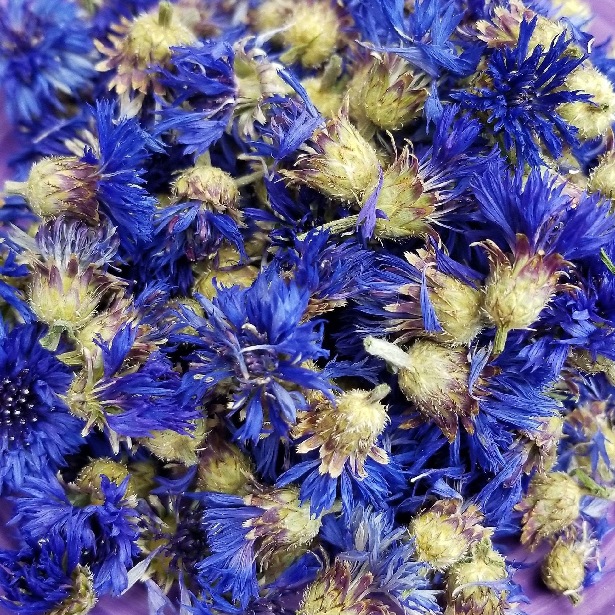 Dried Cornflower whole 132oz Blue flowers Centaurea Etsy