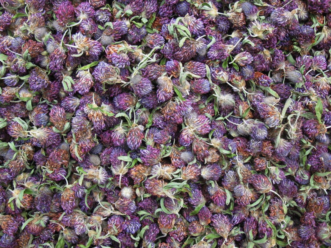 Dry organic clover Clover flowers Dried clover flowers Etsy