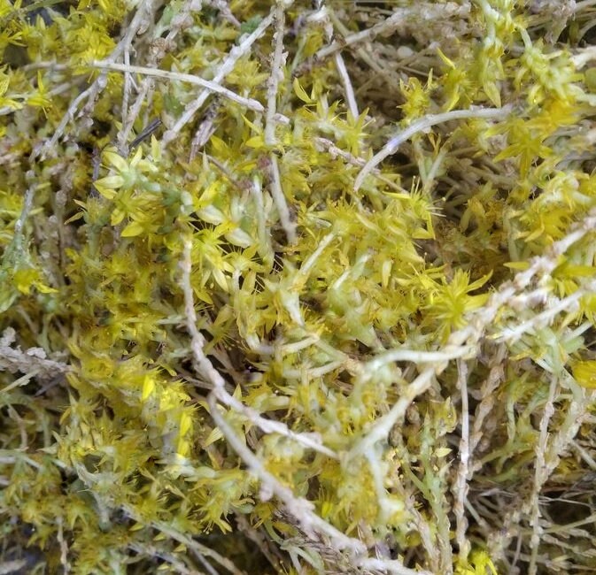 Dried sedum whole flowers Organic Natural Dried Stonecrop Etsy