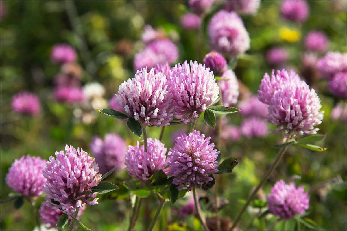 Dry organic clover Clover flowers Dried clover flowers Etsy