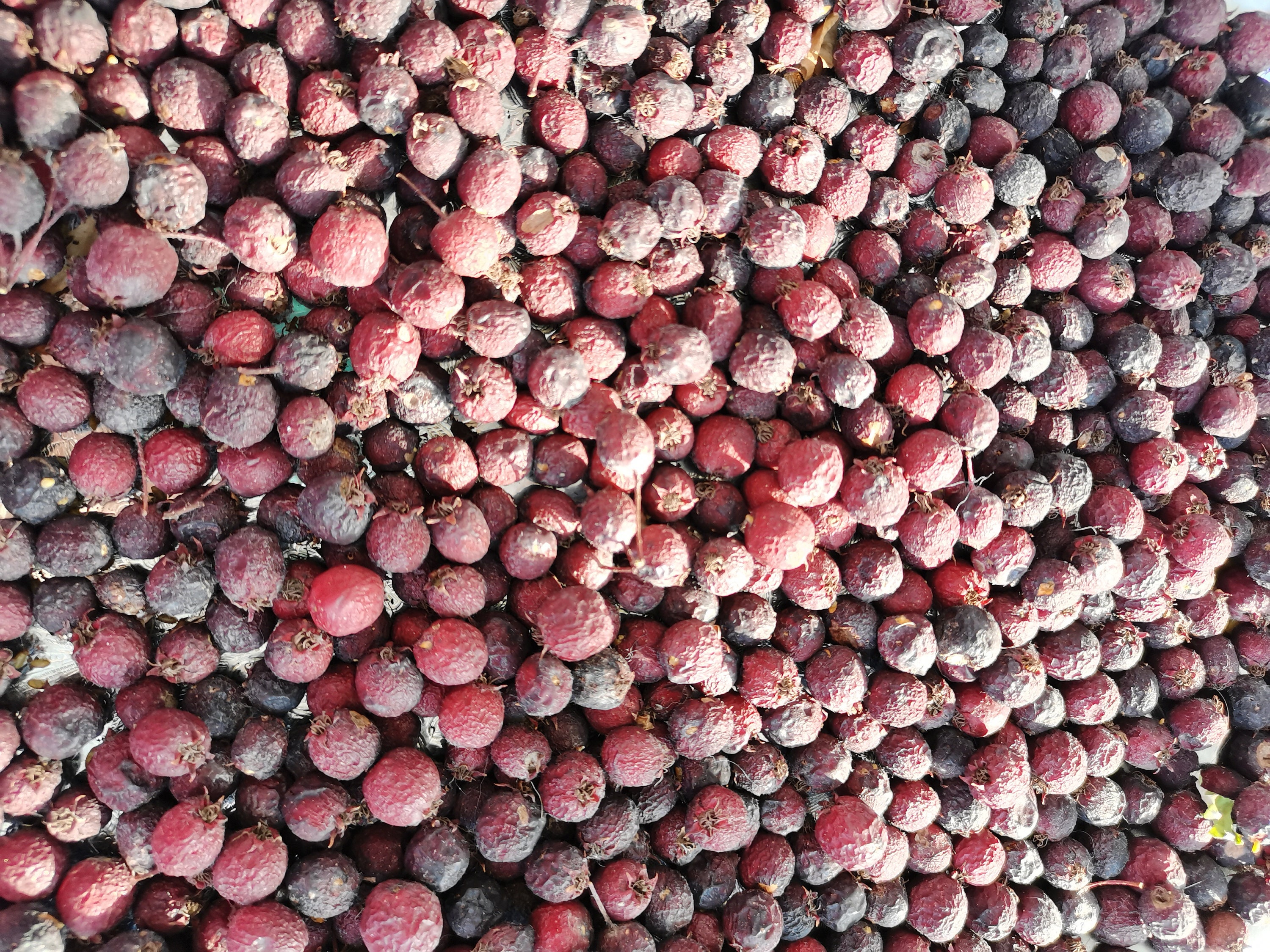 Hawthorn Berries Dried hawthorn Hawthorn Whole Dried | Etsy
