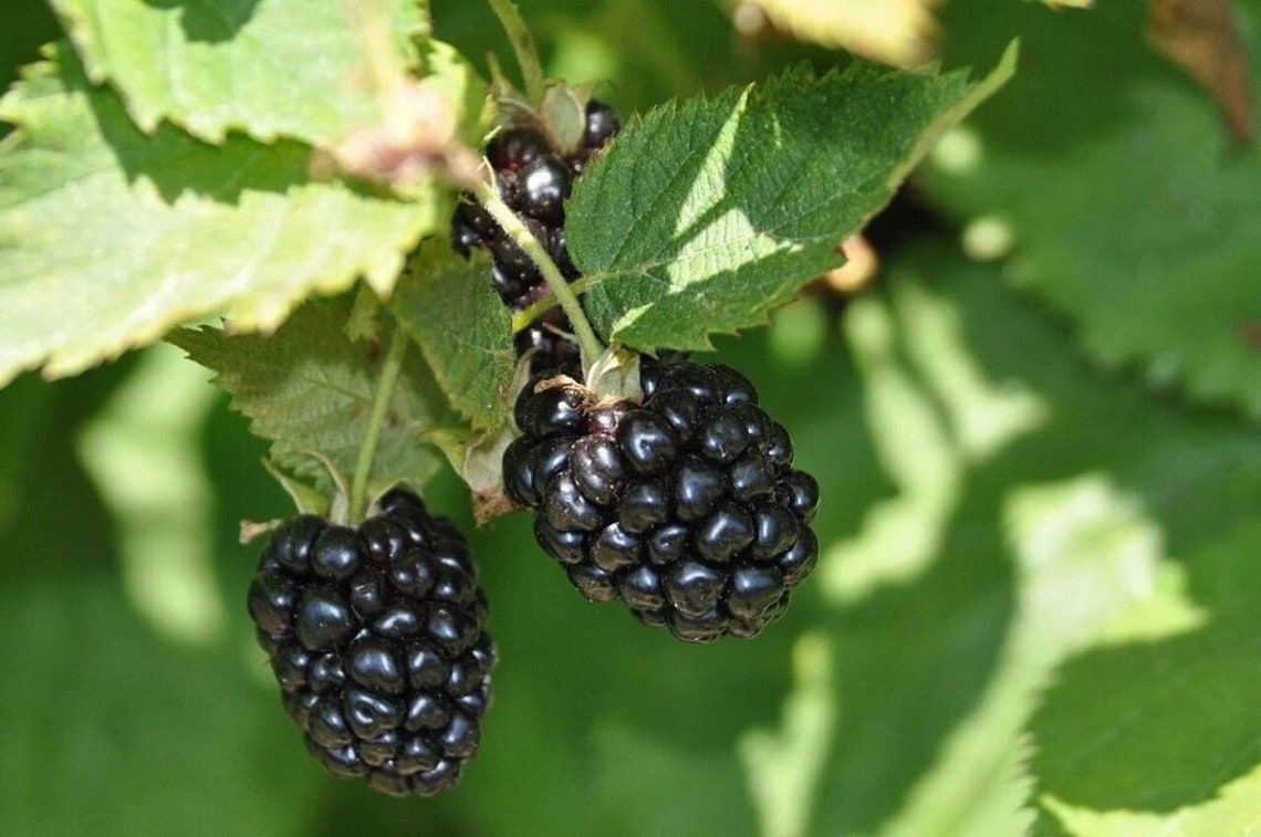 Organic Blackberry leaf dried Rubus subgen leaf Etsy
