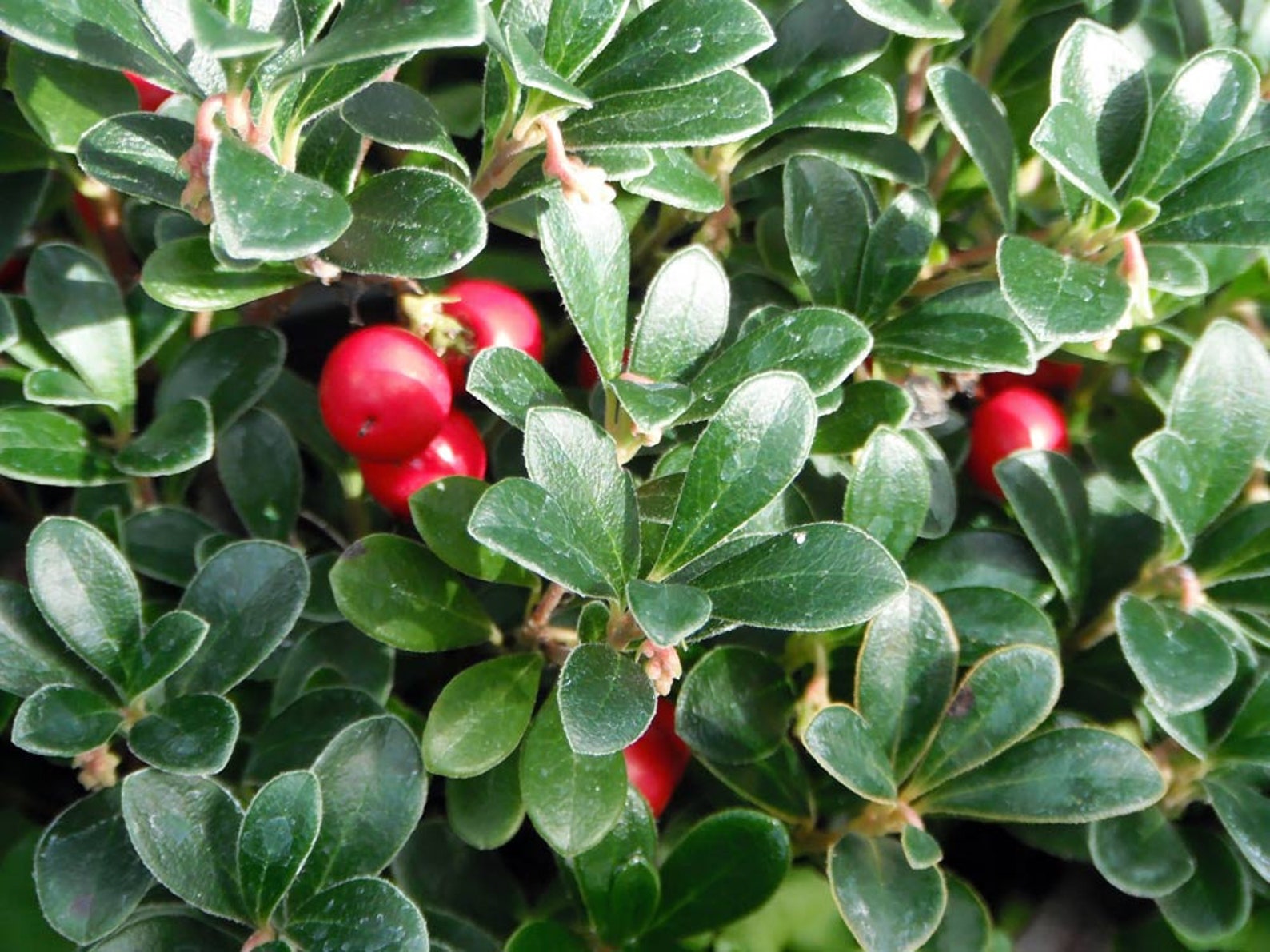 Whole leaves Bearberry Arctostaphylos uvaeursi Spreng Etsy