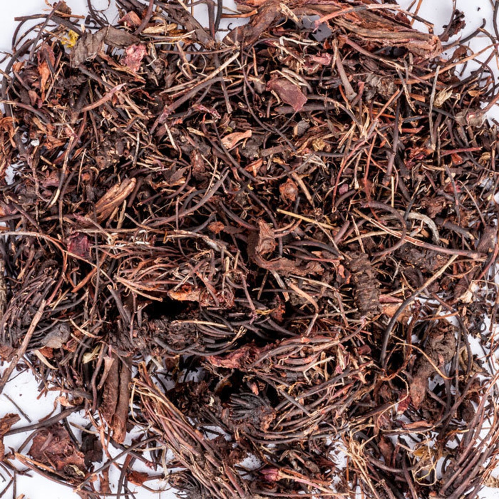 Трава красная щетка применение. Родиола четырехчленная красная щетка растение. Корень красная щетка для женщин. Родиола четырёхраздельная (красная щетка). Экстракт красной щетки.