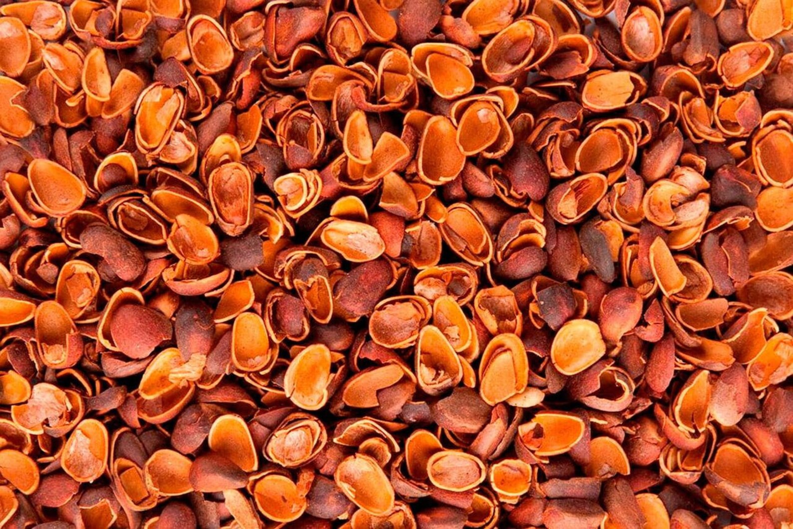 Shells of pine nuts 14lb Harvest from Altai Mountains Etsy